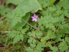 Stinkender Storchschnabel Geranium robertianum (Geraniaceae)