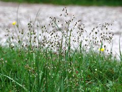 Zittergras Briza media (Poaceae)
