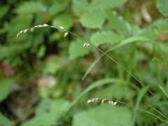Buntes Perlgras Melica picta (Poaceae)