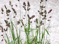 Gemeines Knaulgras Dactylis glomerata (Poaceae)
