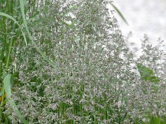 Wiesen-Rispengras Poa pratensis (Poaceae)