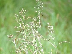 Wald-Reitgras Calamagrostis arundinacea (Poaceae)
