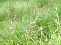 Glatthafer Arrhenatherum elatius (Poaceae)