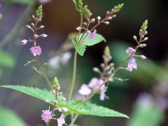 Nesselblättriger Ehrenpreis Veronica urticifolia (Plantaginaceae)