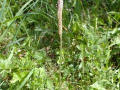 Mittel-Wegerich Plantago media (Plantaginaceae)