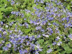 Gamander-Ehrenpreis Veronica chamaedrys (Plantaginacaceae)