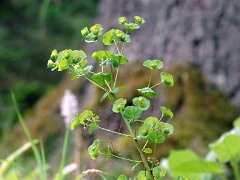 Mandelblättrige Wolfsmilch Euphorbia amygdaloides (Euphorbiaceae)
