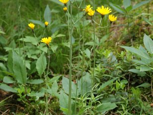 Korbbluetengewaechse