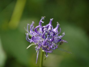 Glockenblumengewaechse