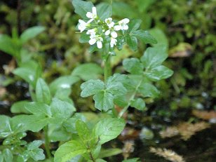 Kreuzbluetengewaechse